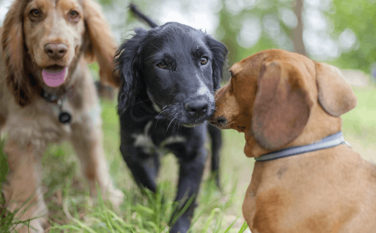 Safe & Caring Doggy Daycare