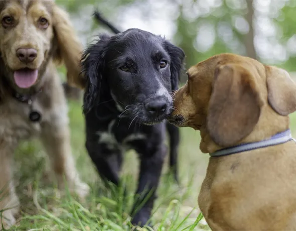 Three dogs sniff each other at Doggy Daycare near Port Macquarie