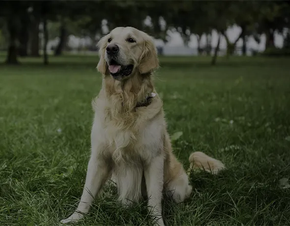 A golden retriever sits in the yard at the premier dog boarding facility in Lake Innes