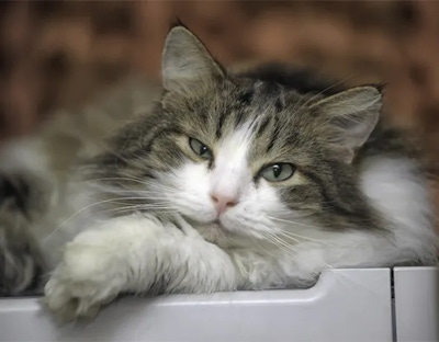 A cat peacefully sleeps at the cosy pet boarding facility at Lake Innes