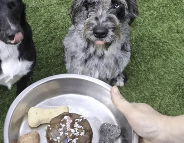 A dog gets served a special birthday cupcake at Tallowood Lodge in Lake Innes