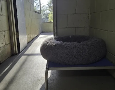 A standard dog room private with one bed and outside access for dogs