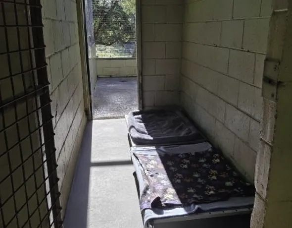 standard dog room social near Port Macquarie
