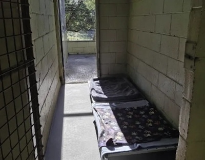 A dog boarding room for social dogs in Lake Innes