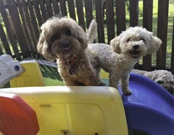 Dogs in play area Tallowood Boarding Lodge