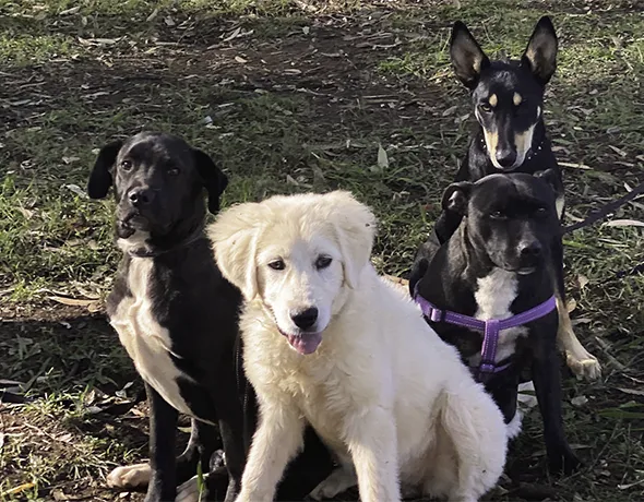 Dogs on social farm walk
