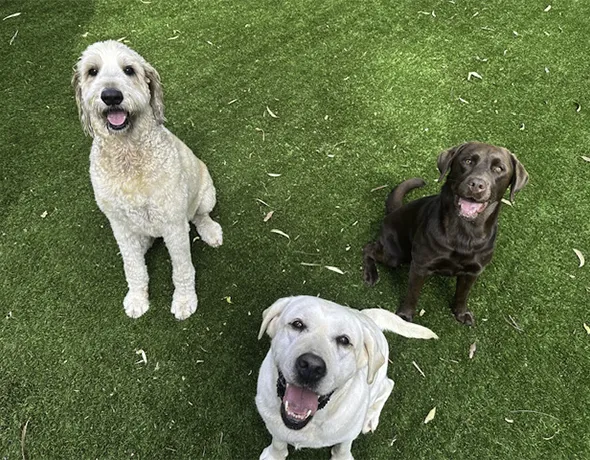 Social Dogs