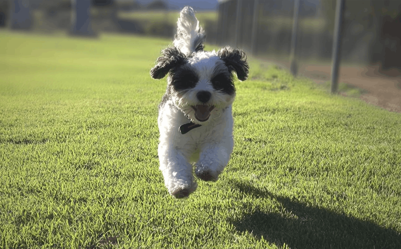 Dog Boarding in Karnup