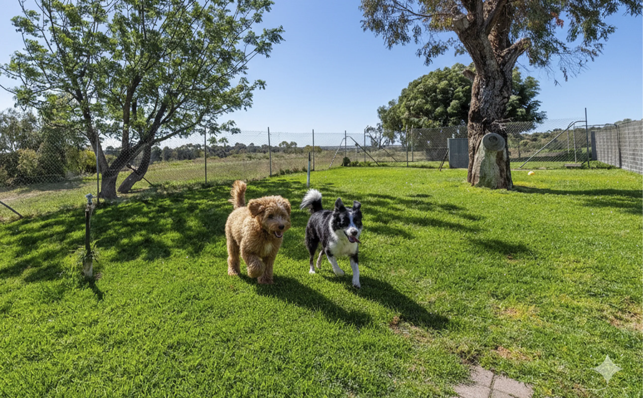 Doggy Daycare - Full Day