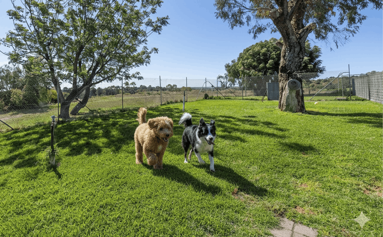Doggy Daycare