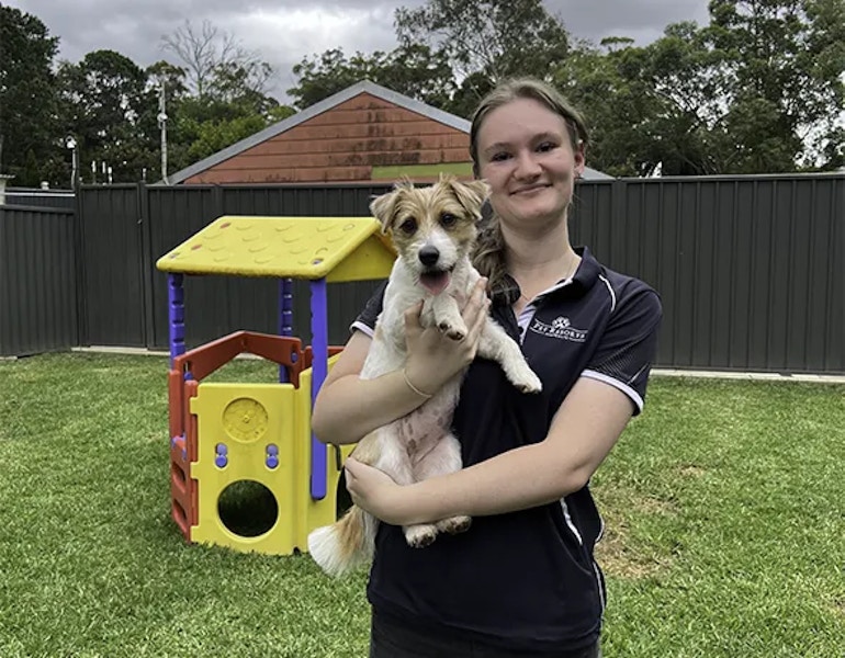 a jack russel terrier enjoys a pet nanny cuddle while in dog boarding at Pet Resorts Australia Dural