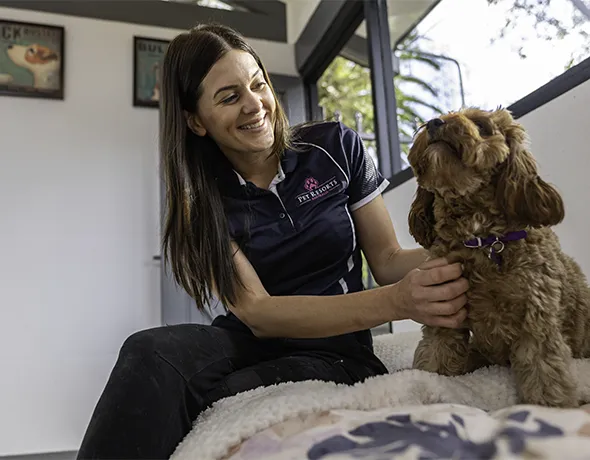 a collie dog sits on a full sized human bed with a professional pet carer in the dog boarding facility at Dural