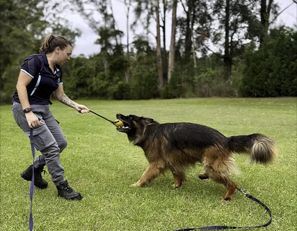 A dog gets professional training on-site at Pet Resorts Australia Dural in combination with our partners Canine Evolution