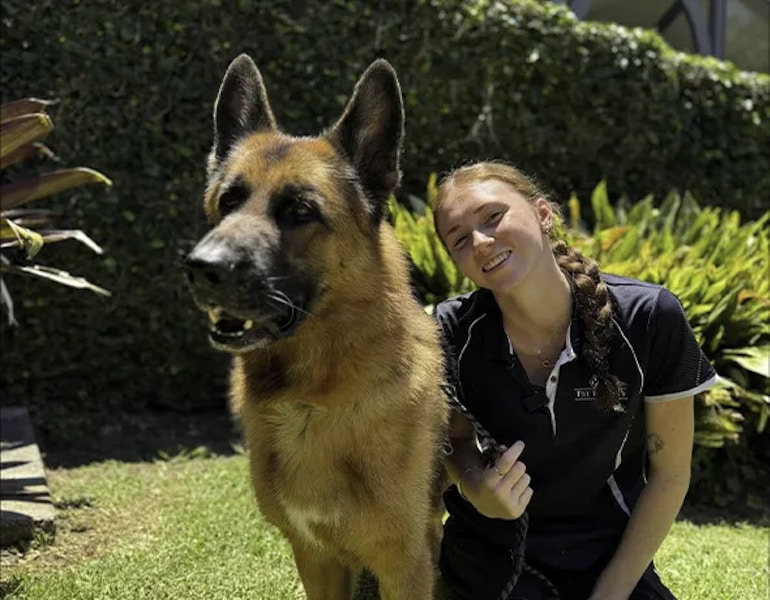 A large german shepherd sits with a professional pet carer at Pet Resorts Australia Dural