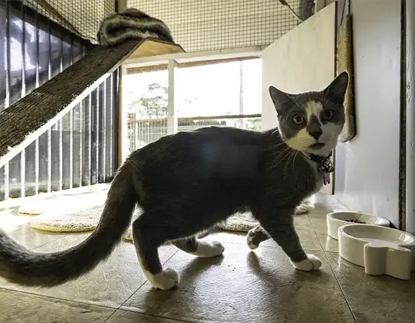 A cat stands in the luxury cattery at Pet Resorts Australia Dural