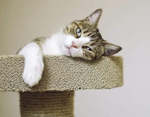 a cat rests on a scratching pole in the premium cattery in Karnup