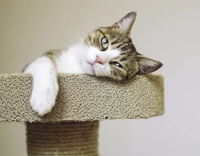 a cat rests on a scratching pole in the premium cattery in Karnup