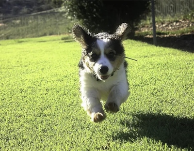 A happy dog runs in the yard at Camelot Pet Resort, a premium dog boarding facility in Karnup