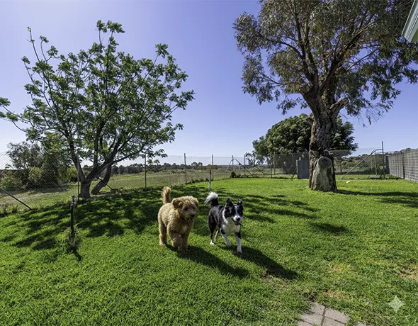 Two dogs play happily in the large green yard of doggy daycare Karnup