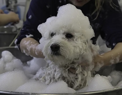A dog gets a hydrobath as part of the guest services offered at premium pet boarding facility in Karnup