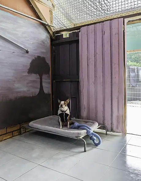 Private Presidential or Executive Small Dog Room for dog boarding guest in hills district at Pet Resorts Australia Dural