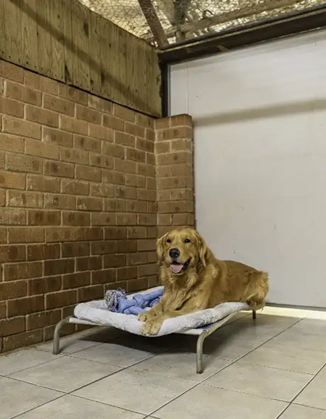 Large Dog in Presidential or Executive Rooms in Pet Resorts Australia Dural for Dog Boarding and Pet Sitting