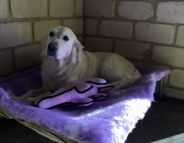 Dog Guest Room at Camelot Pet Resort Karnup