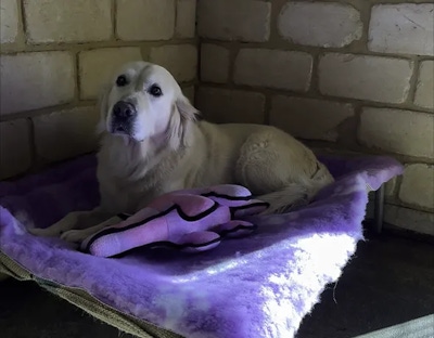 A dog rests after playtime in the comfortable dog boarding room in Karnup