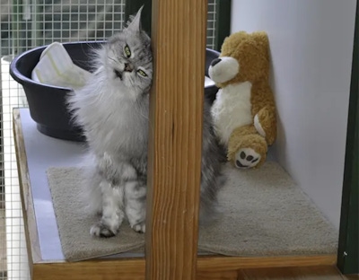 A cat scratches quietly in the warm and comfortable cattery in Karnup