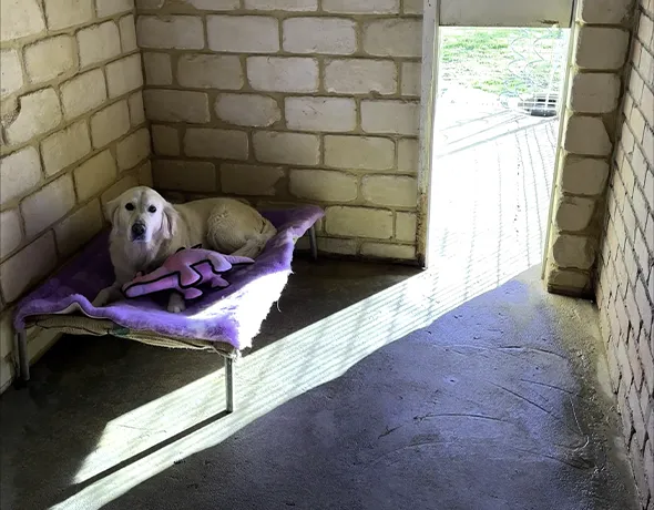 Dog standard room Karnup
