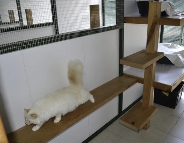 Cat play gym