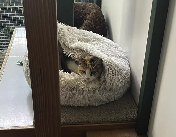 Cosy cat room