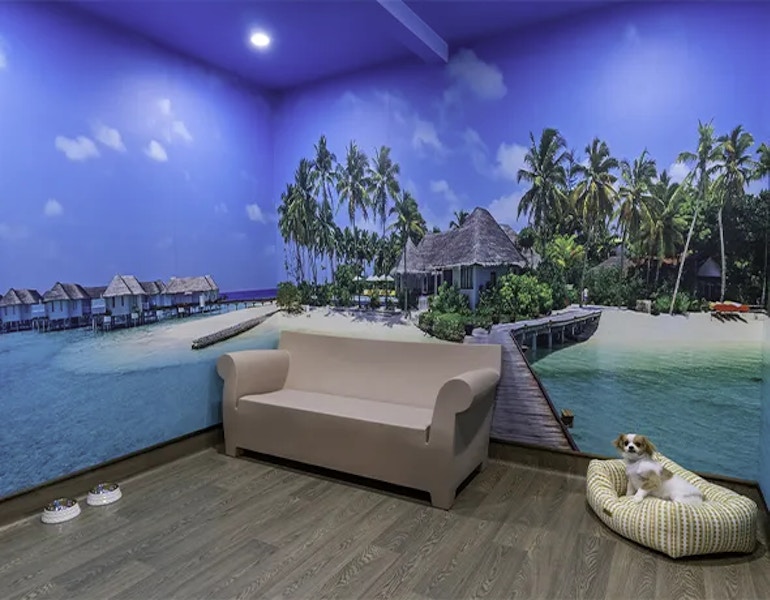 Two dogs sit on a comfortable yellow striped dog bed, in a room themed to look like a Fiji island at the dog boarding facility in Eumundi Noosa on the Sunshine Coast