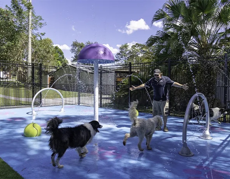 A team member plays with dogs in the Eumundi Noosa dog splash park