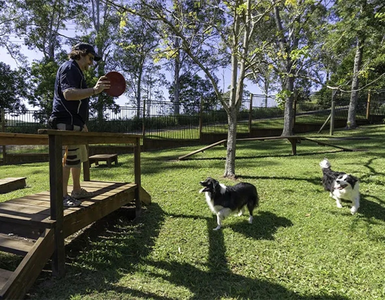 Two border look up at the dog boarding staff member who holds a frisbee getting ready to throw and play in Eumundi-Noosa pet resort on the sunshine coast