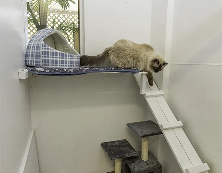 A cat climbs down from a comfortable bedding area in the cattery on the sunshine coast