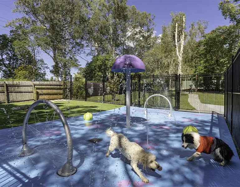 Two dogs play in the splashpark at Pet Resorts Australia Eumundi, a premium pet boarding facility on the sunshine coast