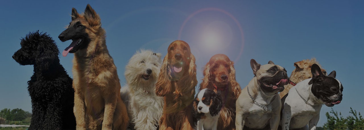 Dog Boarding