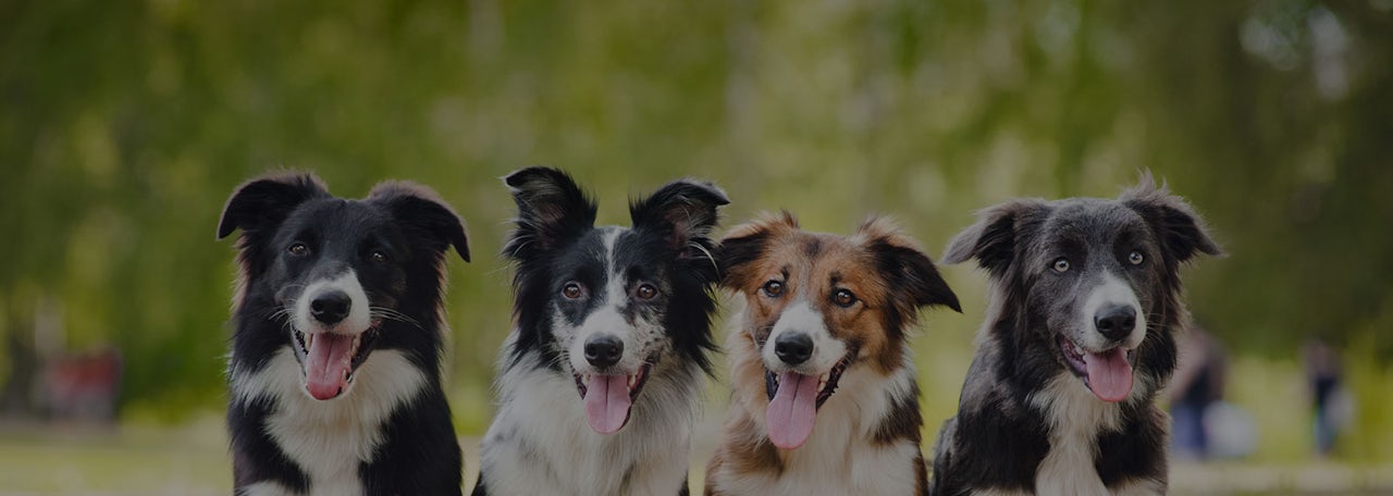 Doggy Daycare