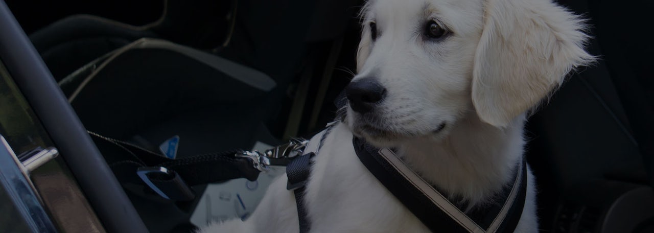Guest Services for Your Pet