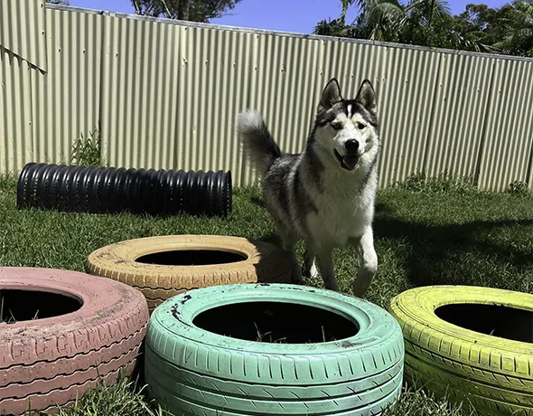 a husky dog plays on a tire agility course at Barnstone Kennels in Duffy's Forest