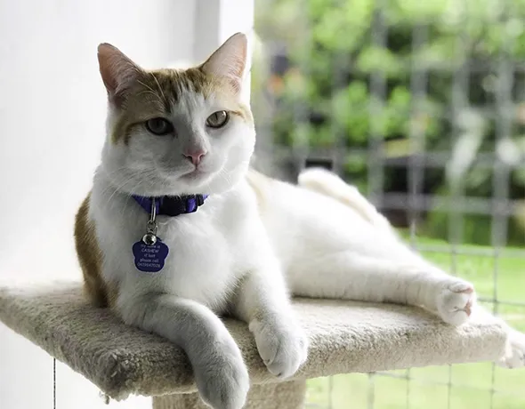 A cat sits relaxed on a scratching post, with outdoor greenery view at local cat boarding facility Barnstone Kennels and Cattery