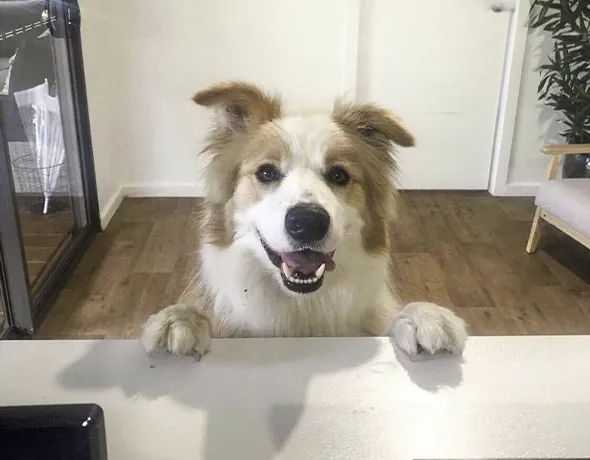 A dog jumps up on the reception table at quality dog boarding facility Barnstone Kennels and Cattery