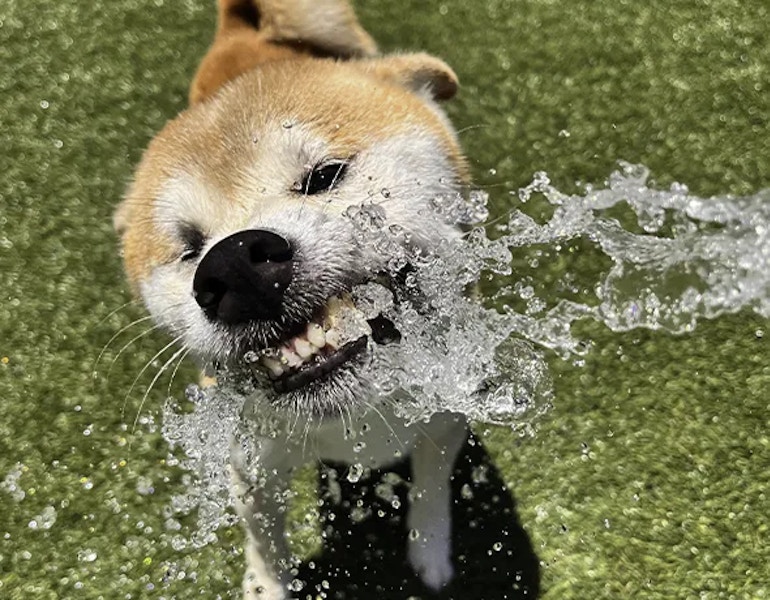 a dog grabs at water from a hose in the green yard at dog boarding facility Barnstone Kennels