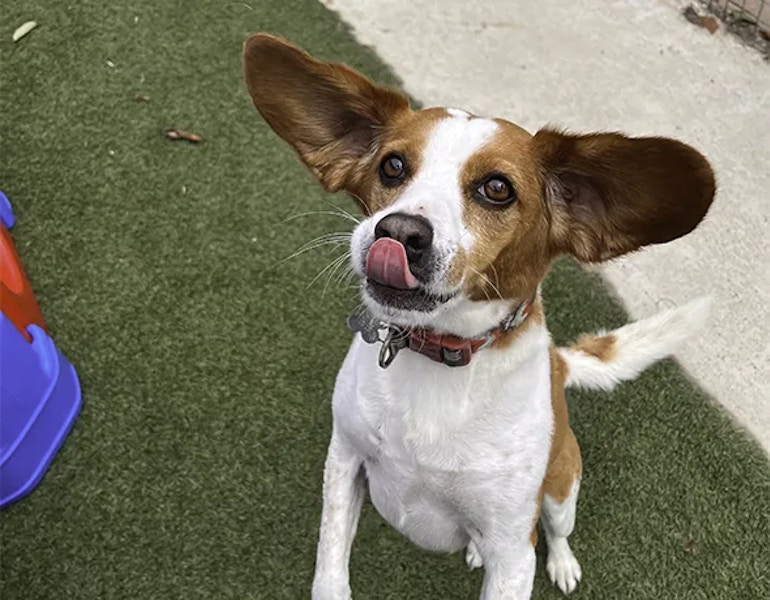 A dog jumps up towards the camera in the yard at dog boarding facility Barnstone Kennels