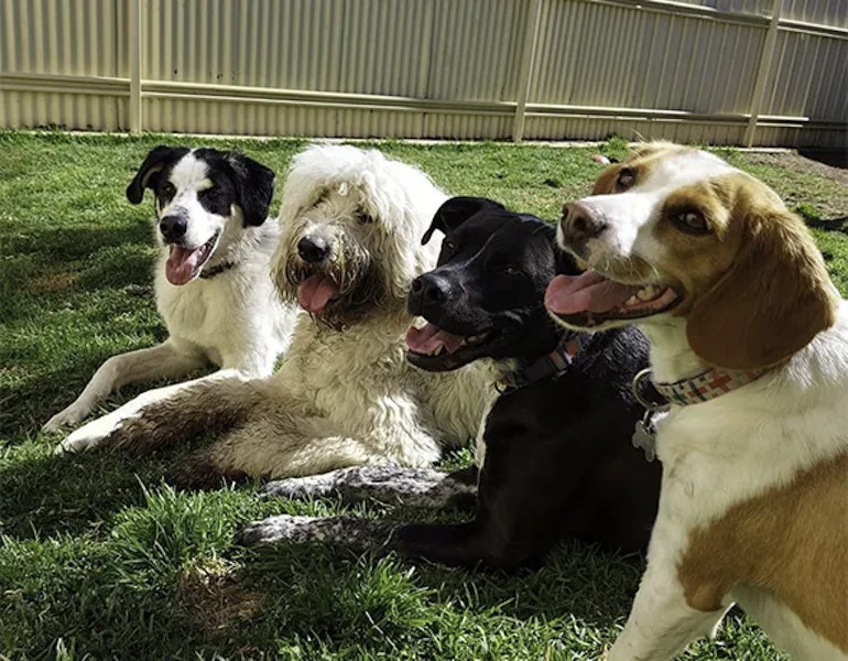 4 dogs sit side by side in the yard at Barnstone Kennels and Cattery