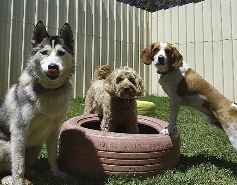 three dogs play in the yard at doggy daycare in duffy's forest