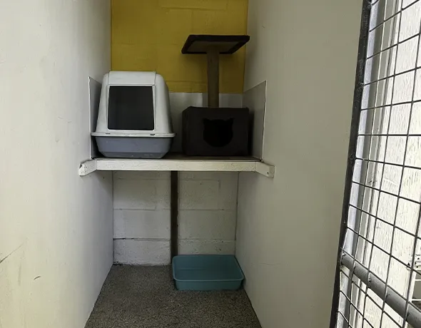 Cat standard room cattery