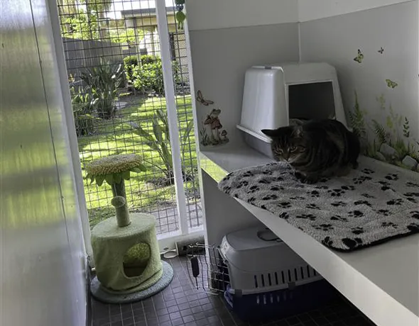 Standard garden room for cats