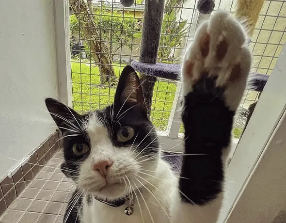 A cat pawing the camera in a garden facing room in the cattery in Duffy's forest